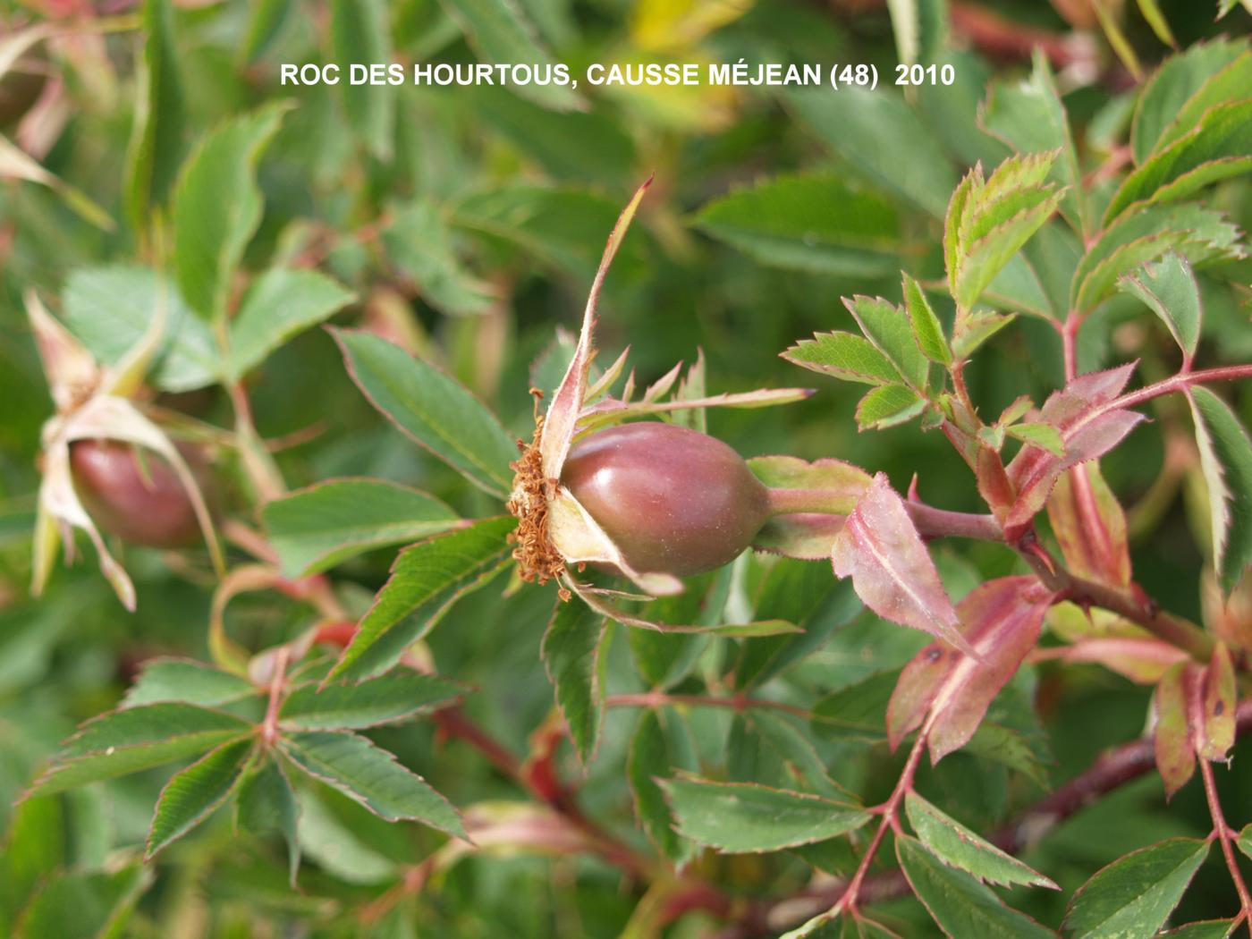 Rose, Burnet fruit